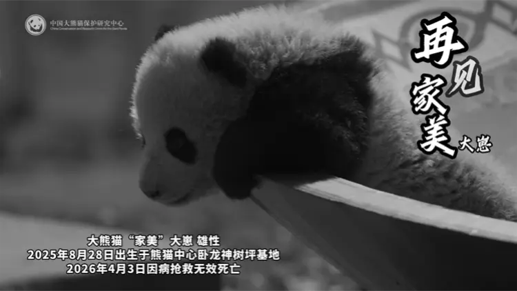 大熊貓「家美」大崽 死因公布