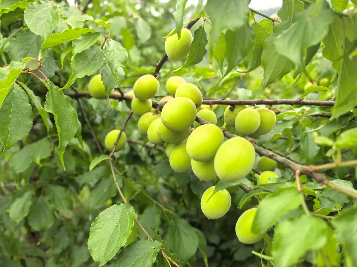大新青梅迎豐收：一枚「小果子」撬動農文旅大融合