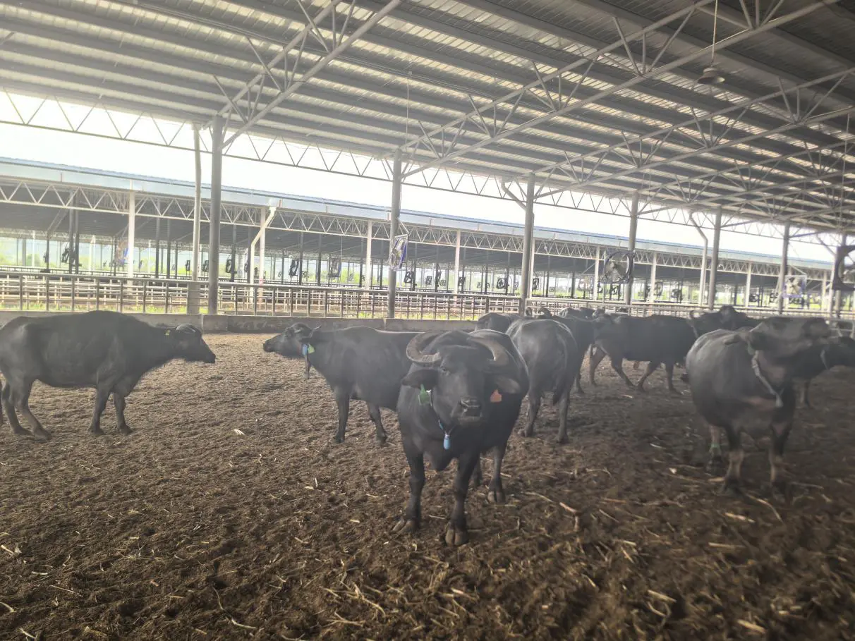 龍州甘牛集團科技育種破局 「聯農共養+保底」助邊疆鄉村振興