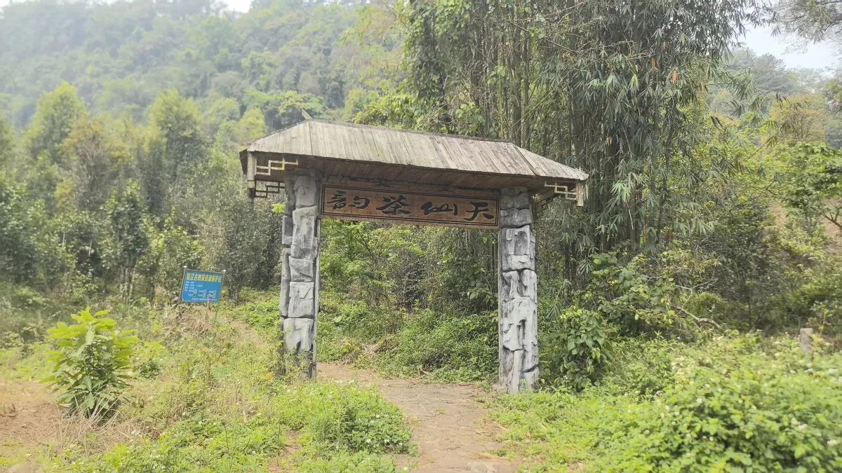 百年古茶煥新生 扶綏姑遼茶成富民「金葉子」