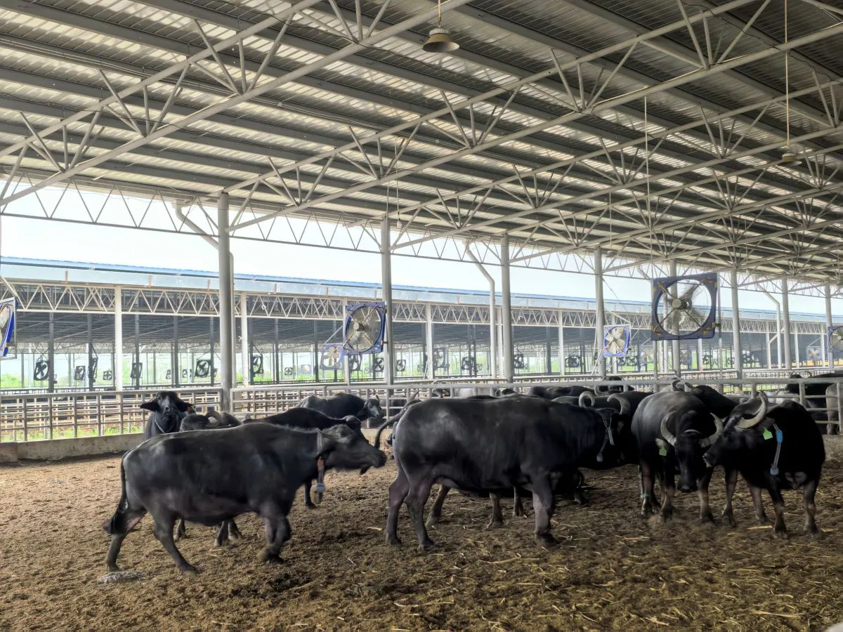 品牌強農 崇左探路：從崇左三地看農業品牌如何激活鄉村振興