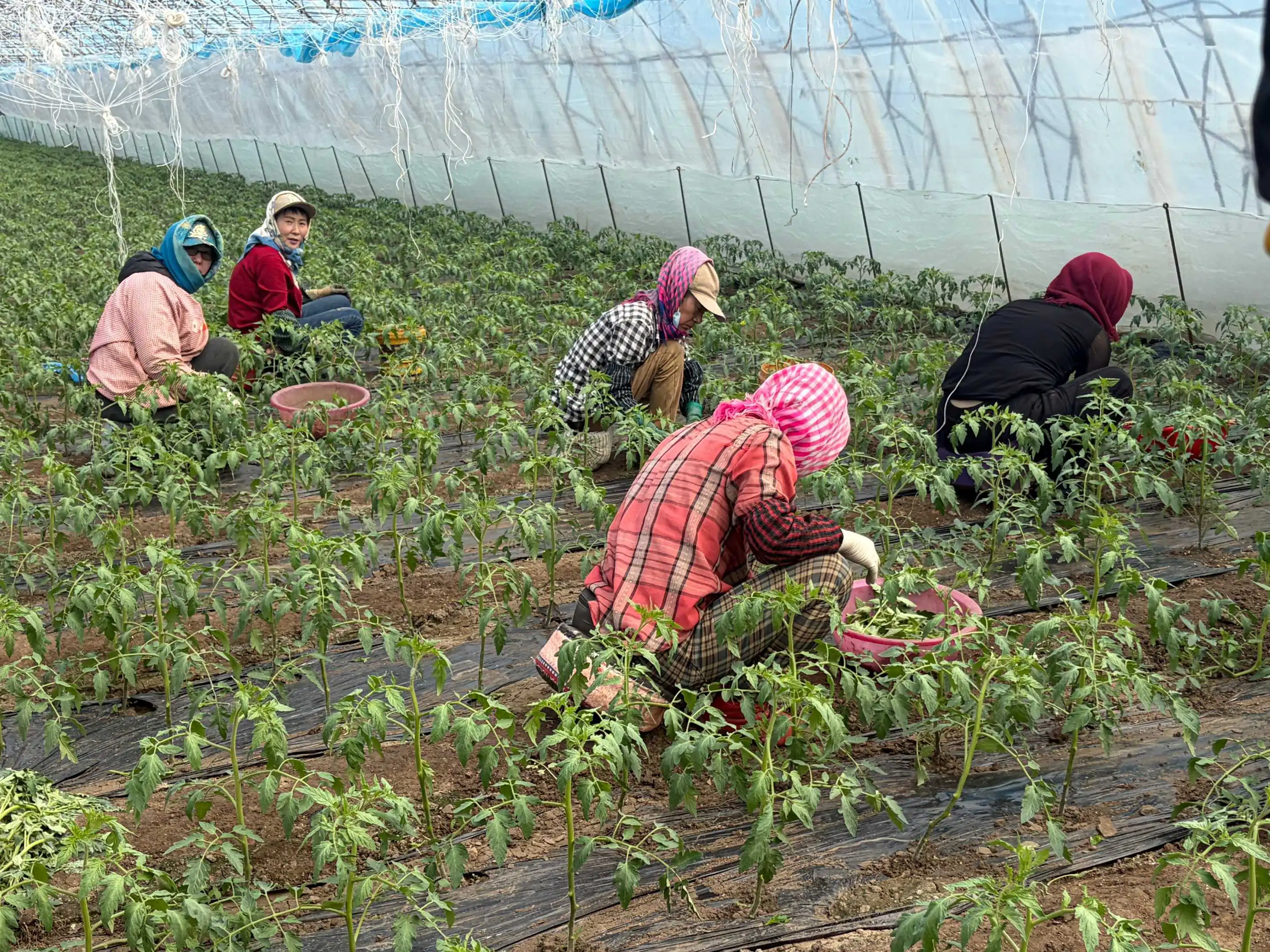 哈市香坊區幸福鎮光明村：大棚田間管護忙 果蔬豐景「柿」不可擋