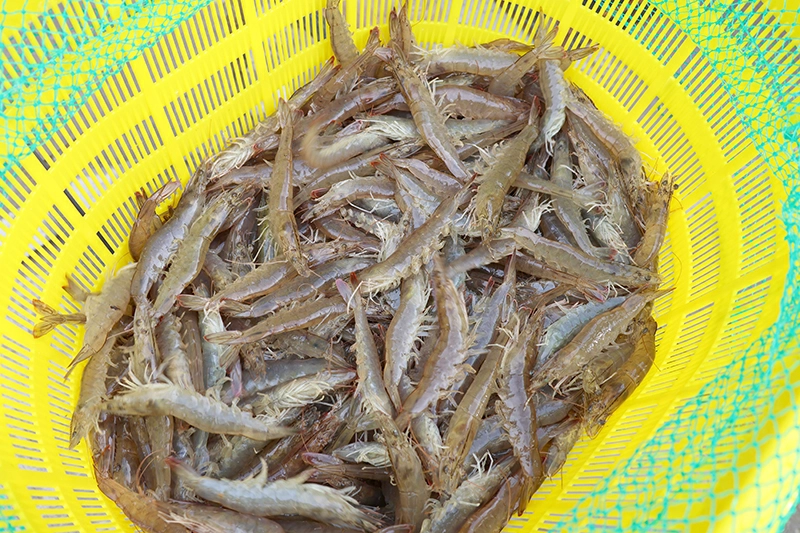 「海鮮陸養」項目答卷亮眼 四川綿竹富新鎮首批4萬斤南美白對蝦豐收售罄