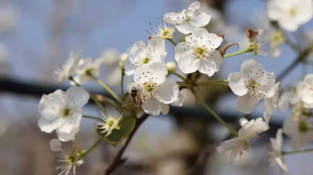 從「賞花」到「賣果」 雲南硯山僑園梨產業走出增收「雙贏路」