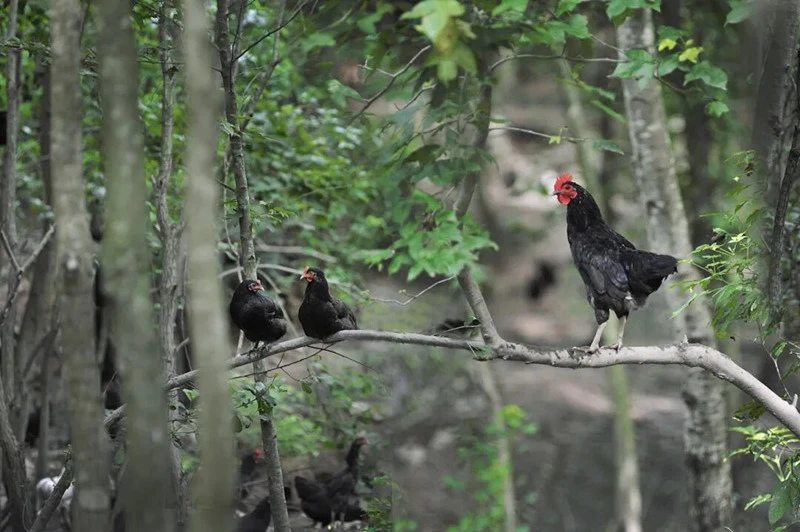 黃山黑雞年飼養量達38萬羽  皖黟縣「五黑」特色產業勃興