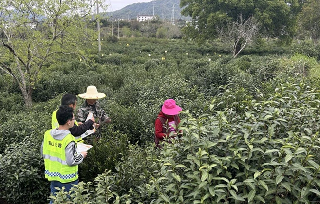 皖祁門公路：「路地聯動」護茶季
