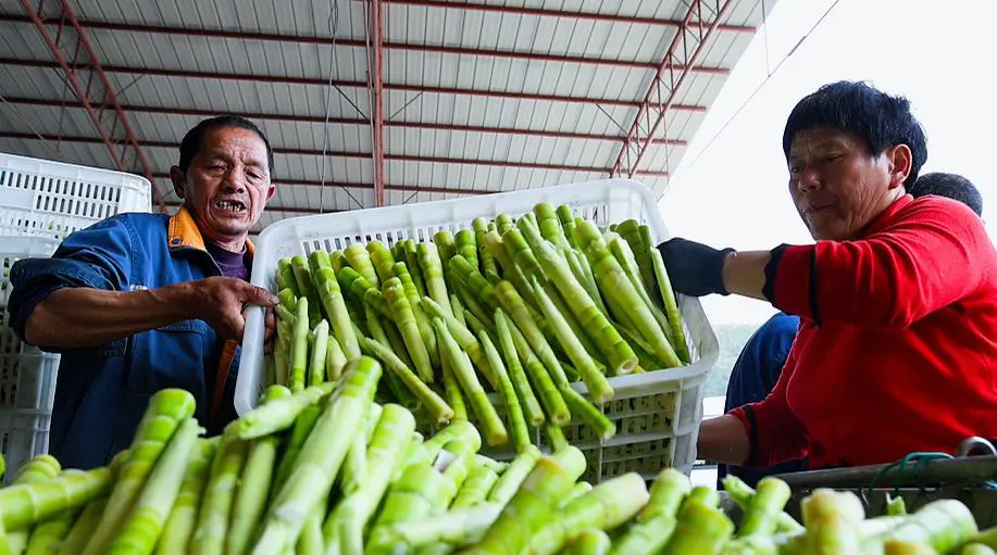 新華雷筍開園一周銷量突破130萬斤  皖黃山區「筍竹之鄉」鏈出億元產業