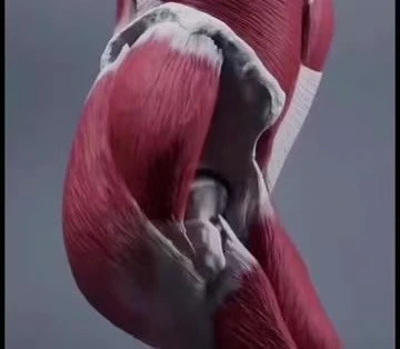 有片｜長期久坐小肚子突出，這個動作每天睡前練一練