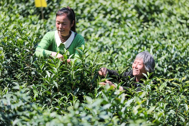 皖徽州區富溪：「開門教育」賦能「三茶」統籌