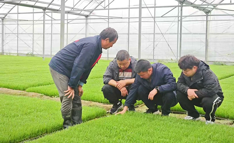 皖黟縣：再生稻育秧忙 向科技要產量