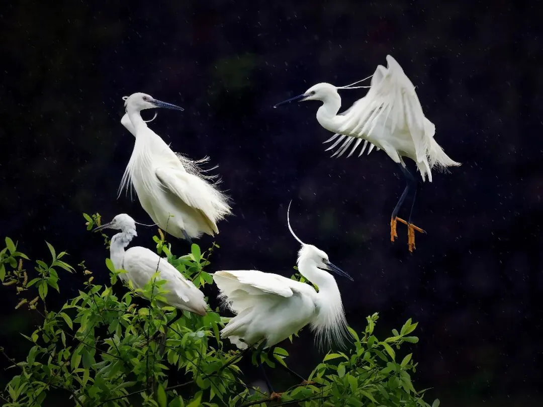 皖祁門縣：閶江河上白鷺翩躚