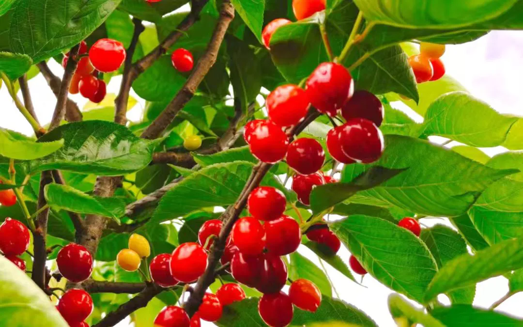 遇「櫻」緣！硯山百畝櫻桃園開園邀客