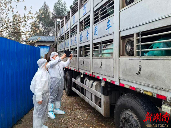 湖南株洲活豬恢復供港