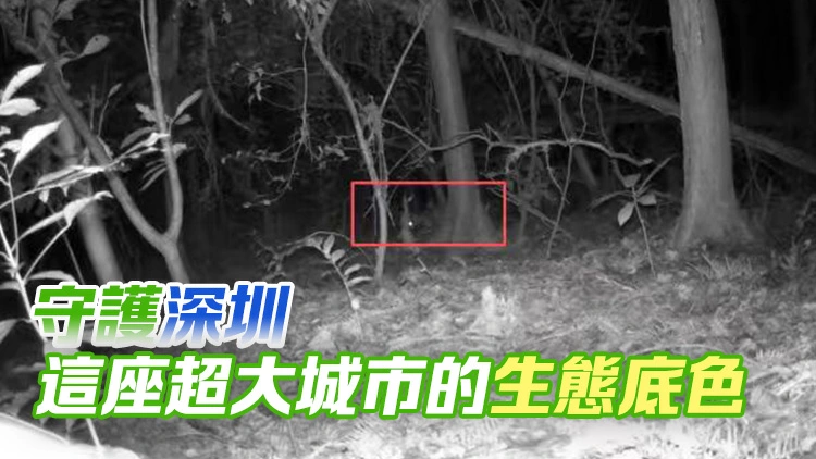 橋架通了 豹貓串門來了！深圳筆架山首迎稀客