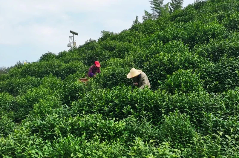 皖歙縣：嶺上白茶  梯地漫香