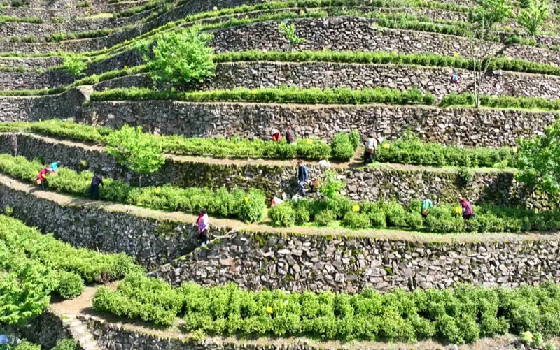 一口新茶鮮透春  皖歙縣滴水香茶俏銷