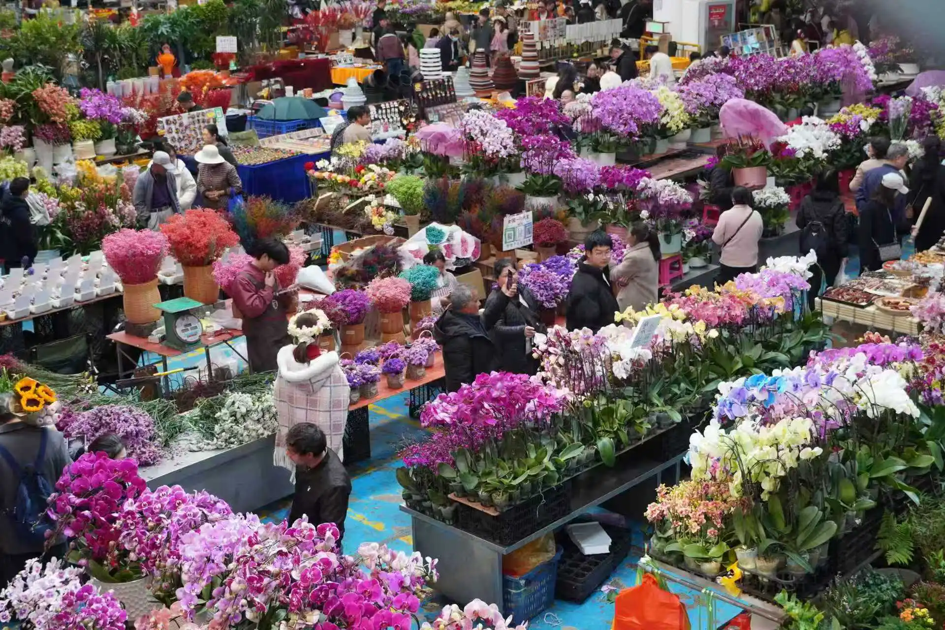 昆明市呈貢區召開斗南花卉產業一季度新聞發布會