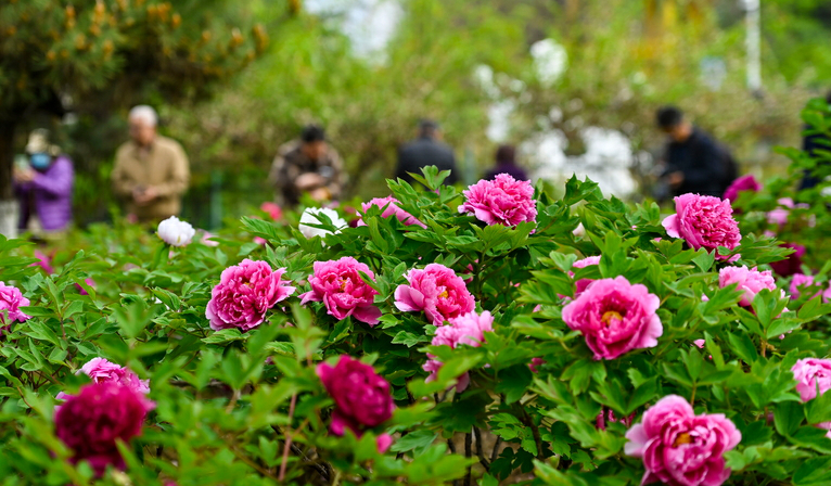 山東臨沂園博園牡丹花兒惹人醉