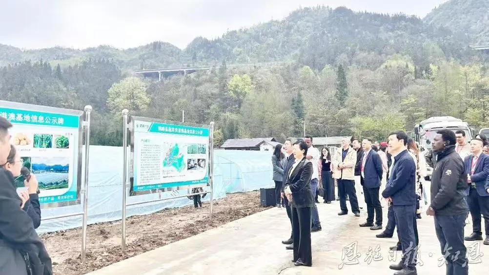 2026國際商協會荊楚行走進鶴峰 共探開放合作新機遇