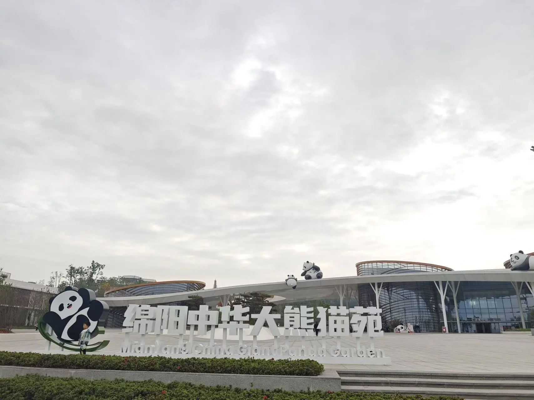 熊貓「圈粉」全場  香港青年綿陽邂逅國寶熊貓