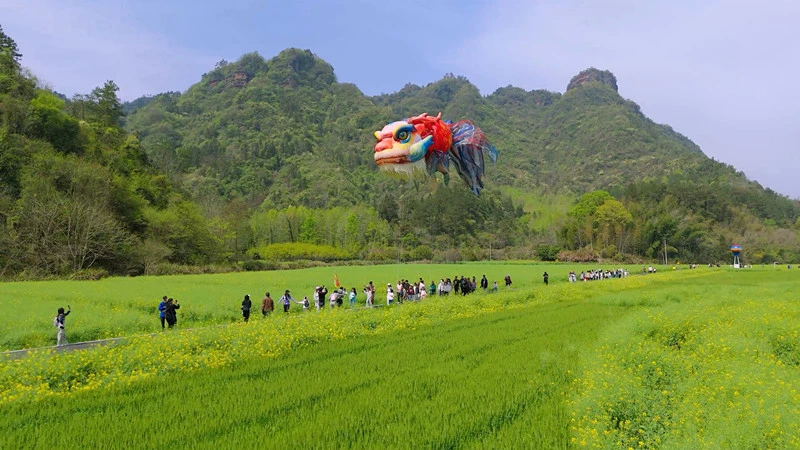 全網播放量破億  皖休寧花田鰲魚成功「出海」