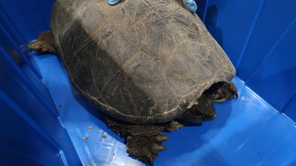 香港海關深圳灣管制站檢獲760隻瀕危活龜蜥蜴