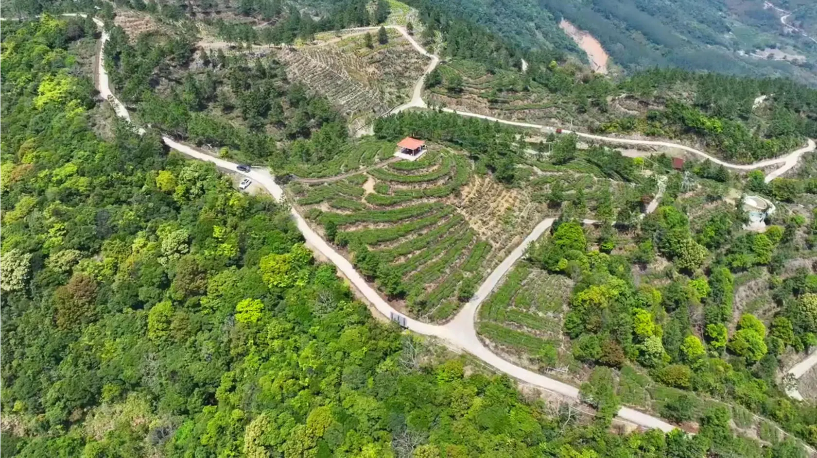 汕尾海豐：春茶採摘正當時 蓮花山茶香飄萬里