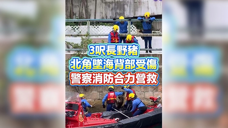有片 | 3呎長野豬北角墜海背部受傷 警察消防合力營救