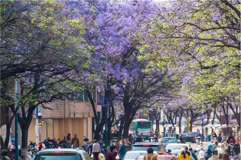 花漾雲南 花樣狂歡—2026「五一」黃金周最全文旅活動指南