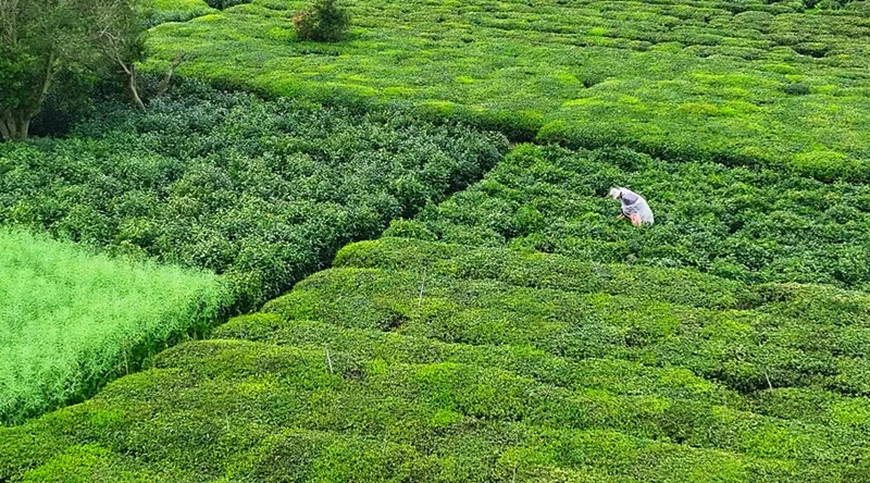 皖歙縣雄村鎮：春茶市場購銷兩旺