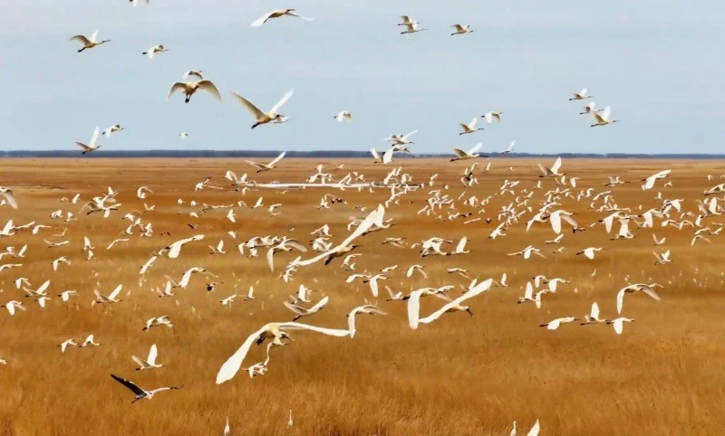 黑龍江七星河國家級自然保護區白琵鷺種群再攀歷史新高