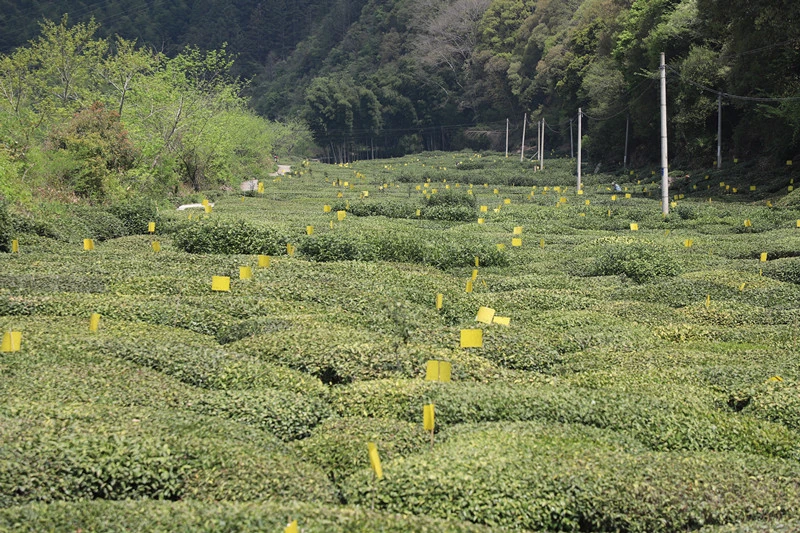 皖休寧縣：茶山春意濃 助農促增收