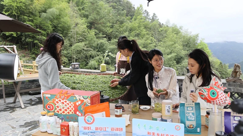 皖歙縣： 蜈蚣嶺春茶「雲」上飄香