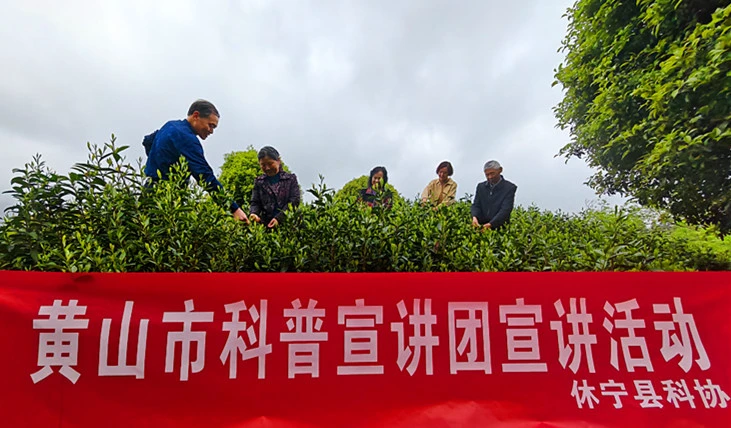 皖休寧縣：科普惠民 春茶飄香