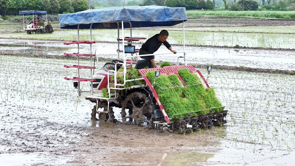皖休寧縣：「機械化+智能化」加持 再生稻插秧按下「快進鍵」
