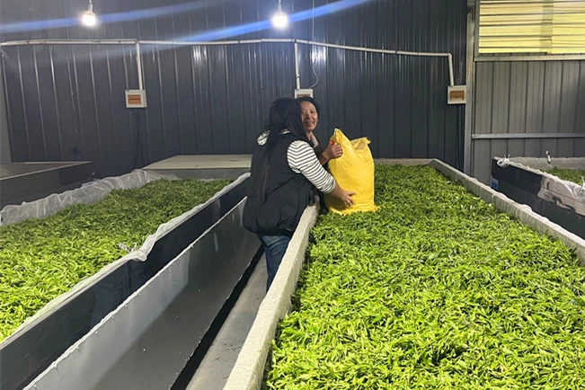 皖歙縣獅石：聚焦春茶收購  落力助農增收