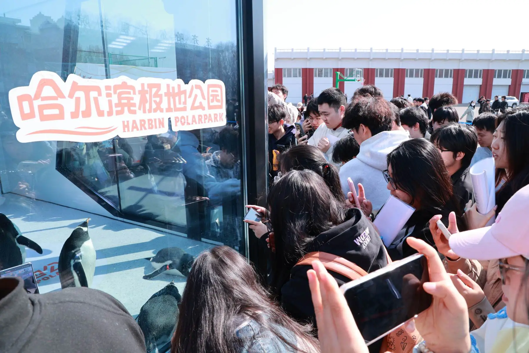 把「淘學企鵝」請進校園!齊齊哈爾工程學院用專屬浪漫寵護師生