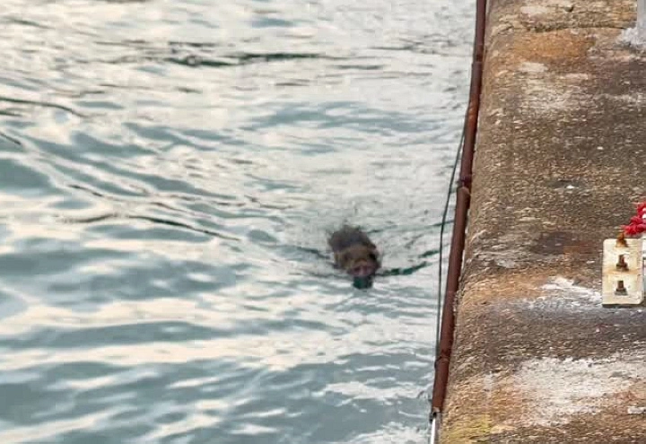 有片〡野豬漂浮北角海面嚴重受傷 嘉道理農場：進行人道毀滅