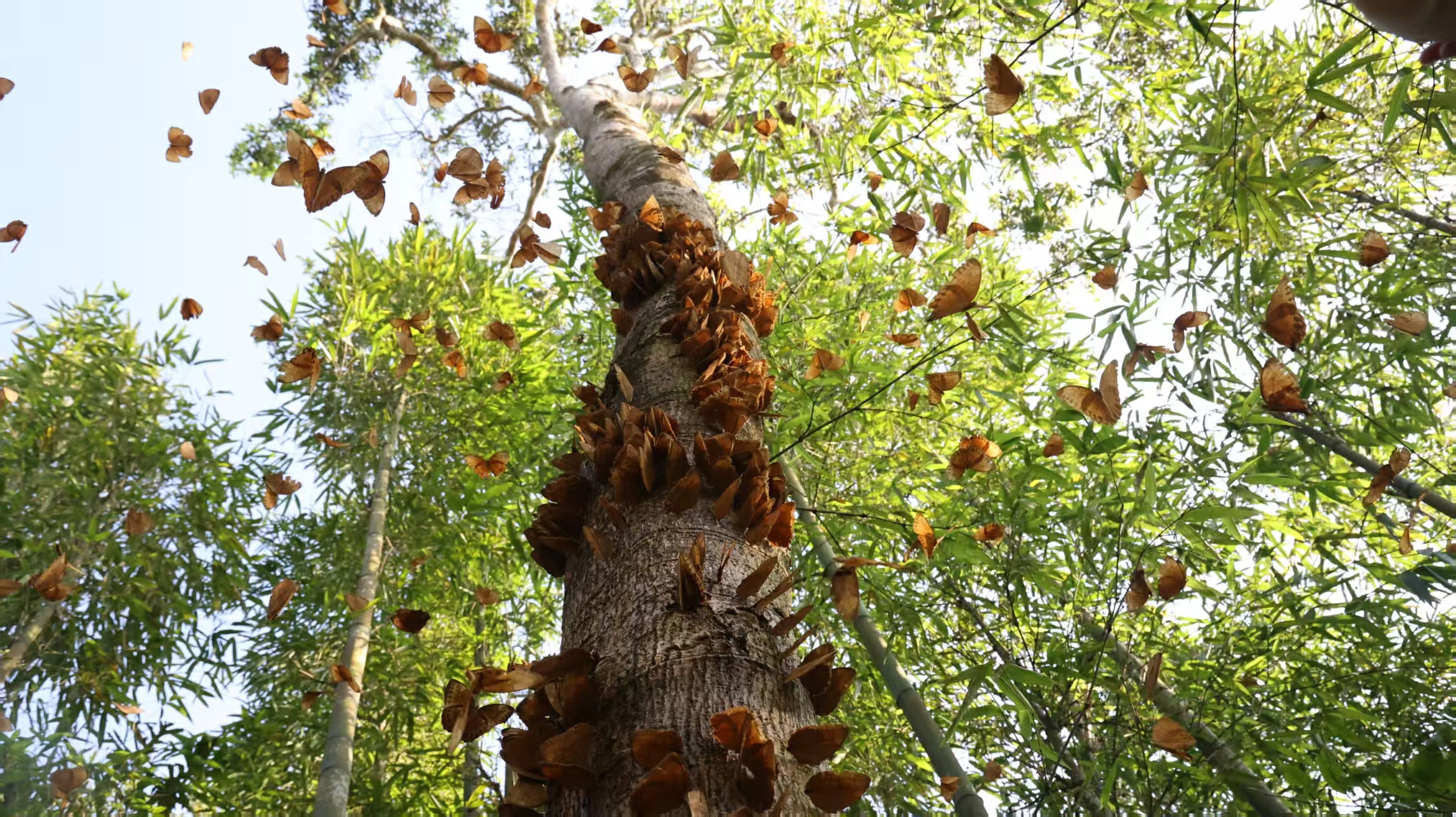 雲南金平： 中國·紅河蝴蝶谷將迎來近10年蝴蝶爆發峰值