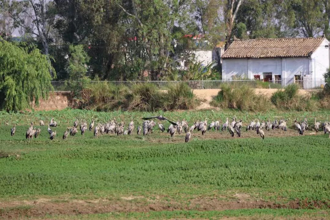 千隻鉗嘴鸛「落戶」雲南硯山 化身「生態衛士」守護濕地