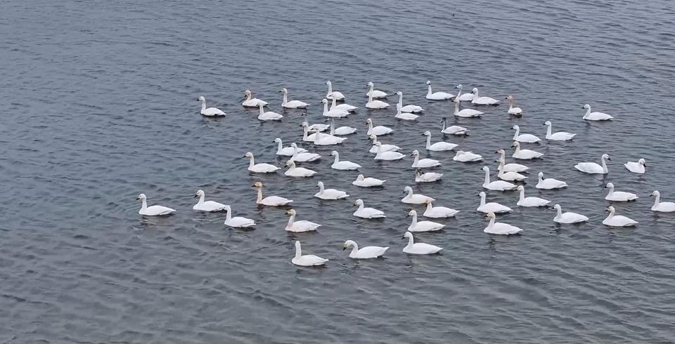 【視聽山東·泰安】山東東平迎來首批北歸天鵝