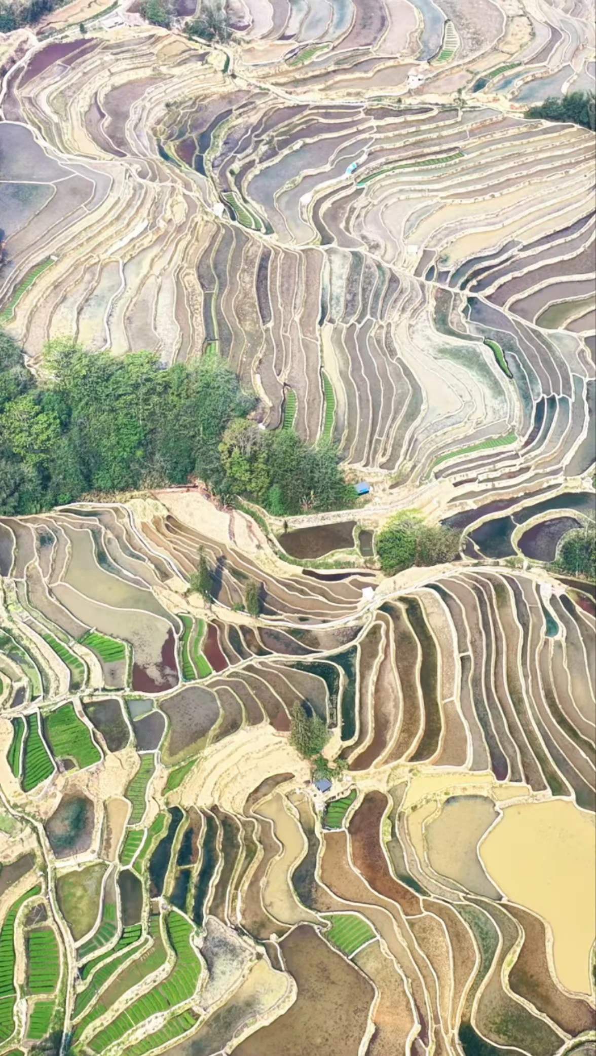 雲南元陽哈尼梯田插秧忙