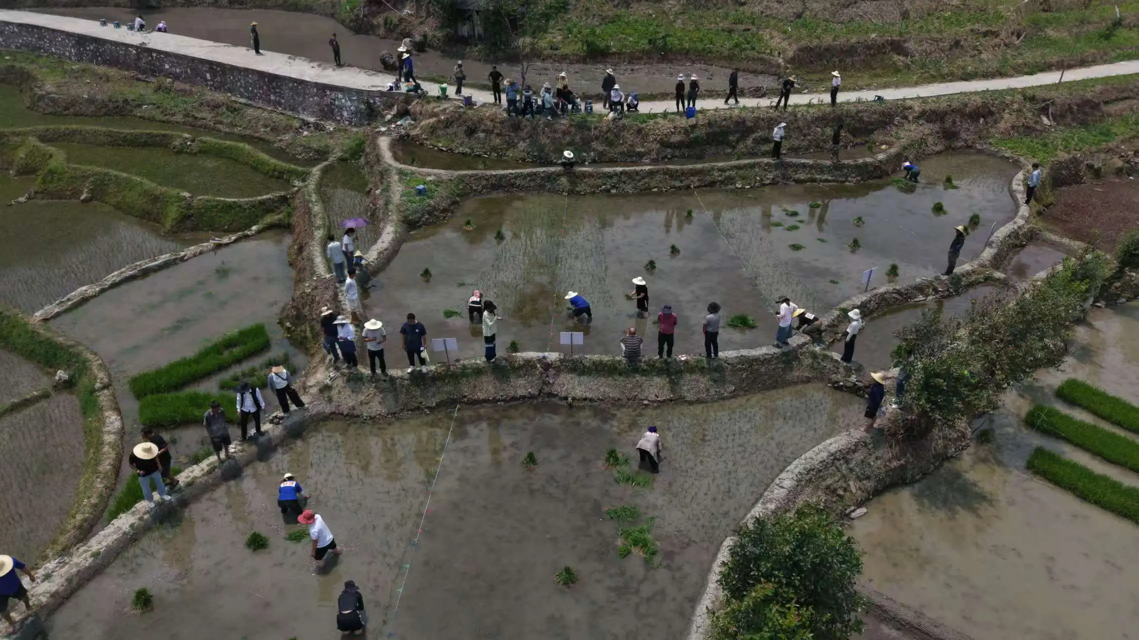 雲南元陽：哈尼梯田春耕賽 千年技藝代代傳