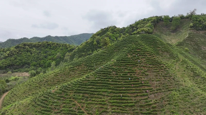 皖黟縣：春茶採摘正當時  綠葉托起致富夢
