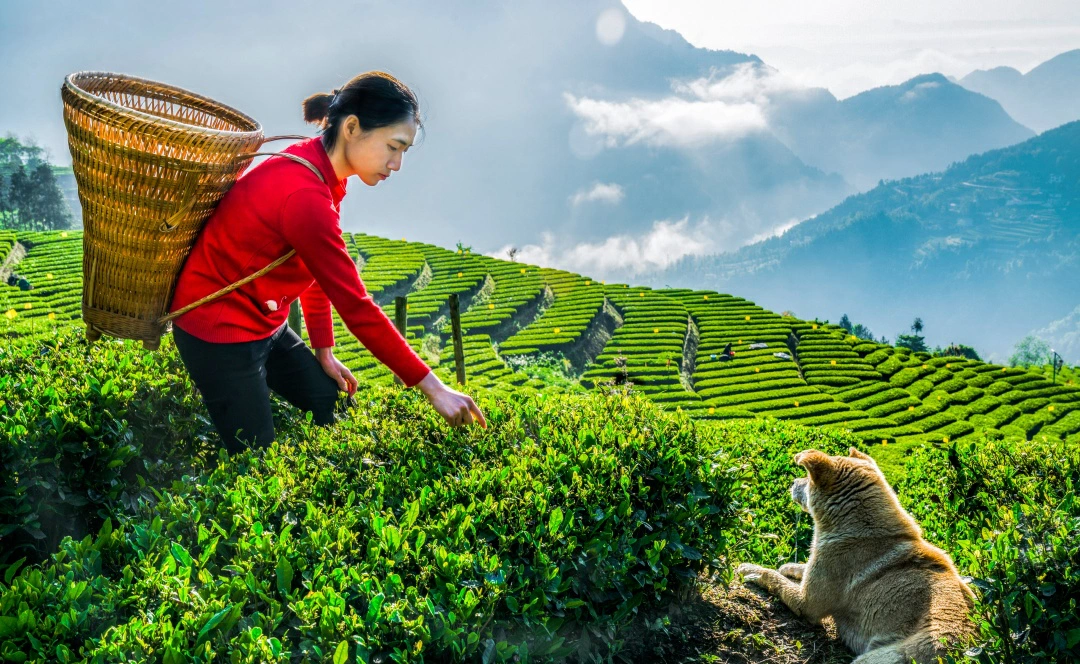 「綠水青山就是金山銀山」的恩施實踐