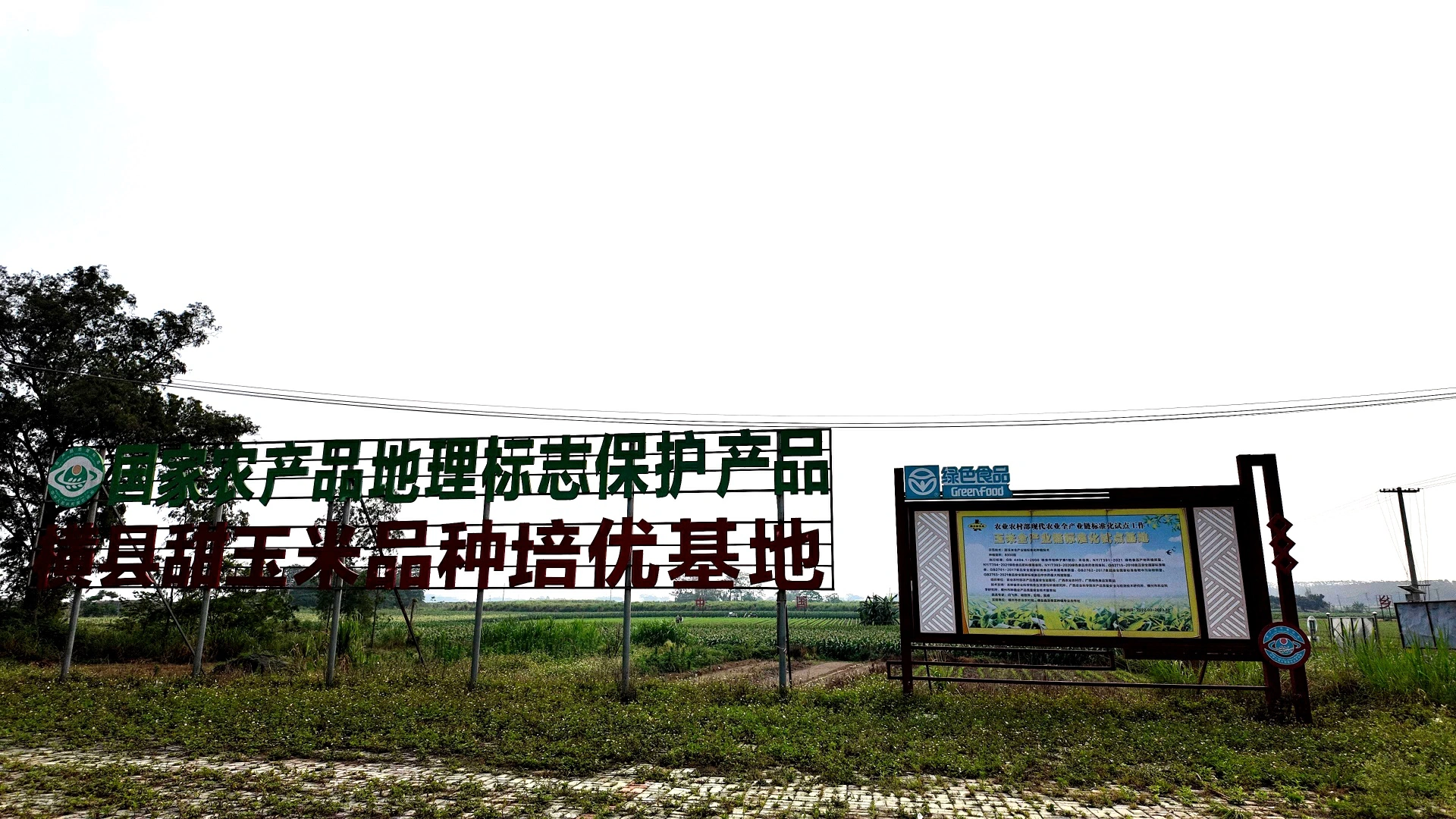 桂橫州甜玉米：從「田間一根」到「產業一片」的破局之道