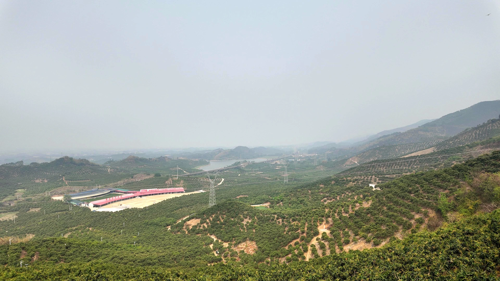 桂田東芒果產業全鏈升級 擦亮品牌帶動鄉村振興