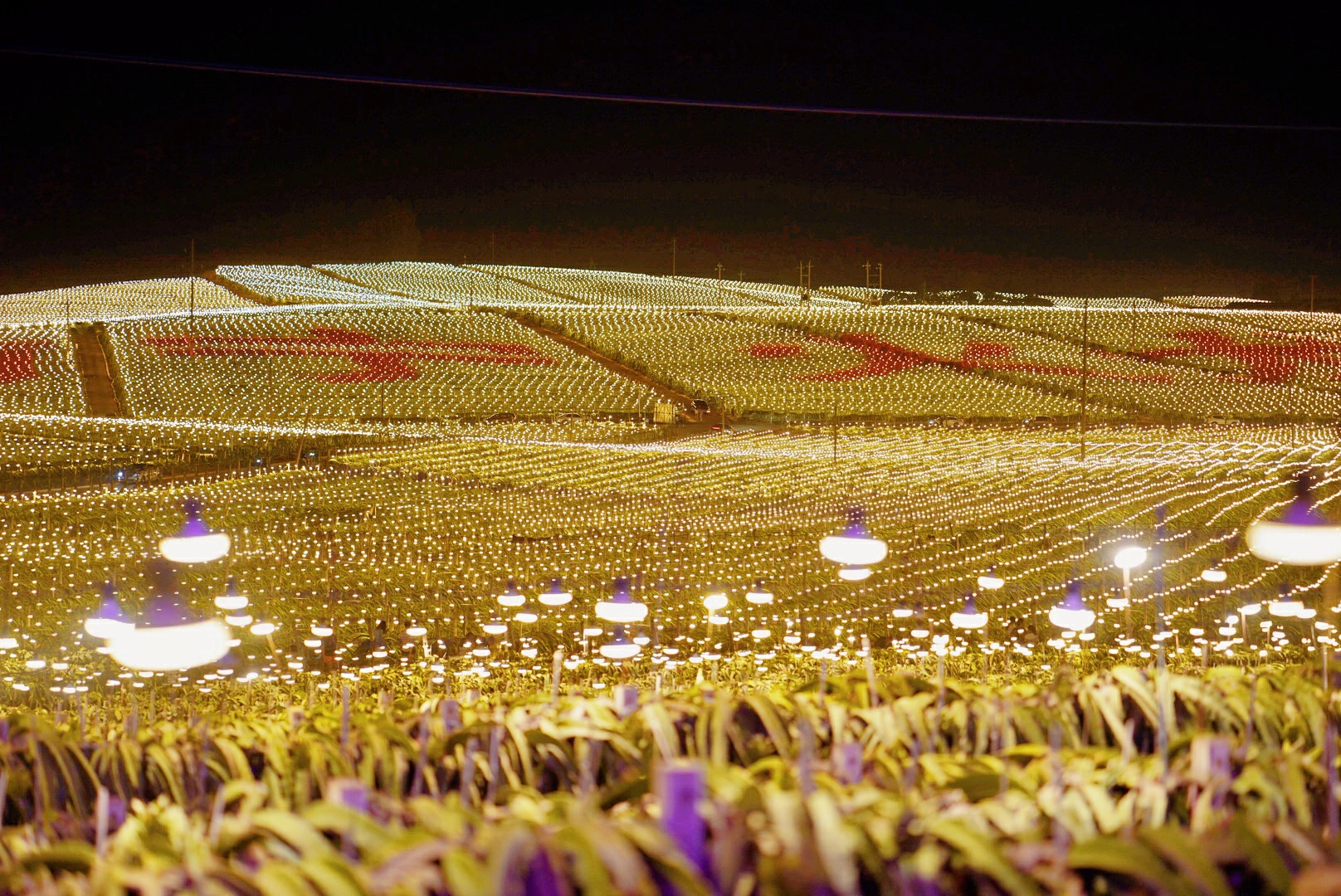 廣西隆安火龍果：智慧農業點亮振興之路