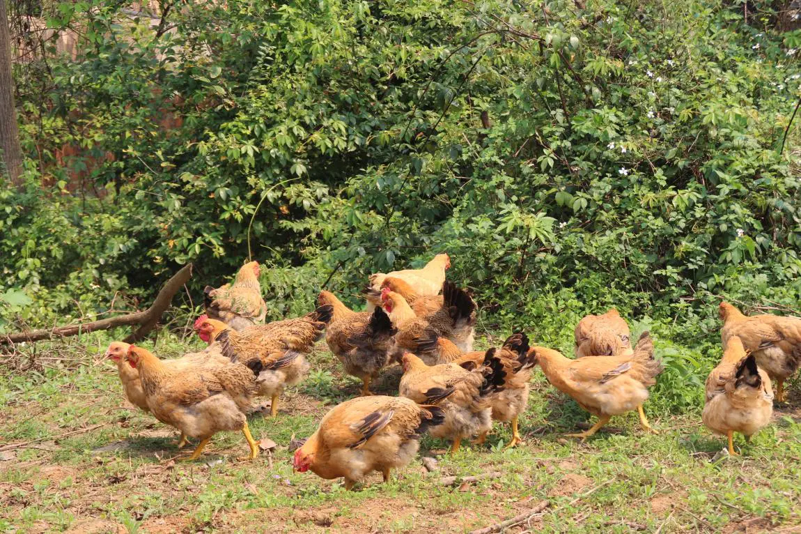 金陵雞：手握國家級種質「芯片」 擦亮「桂字號」品牌