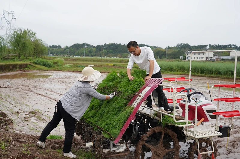 一種雙收增效  皖屯溪再生稻機械化提速